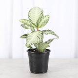 Snow White Zebra Plant