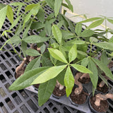 Money Tree - 4.33" Live Plant