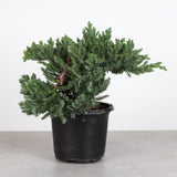 Juniper Plant _ 4.3" pot