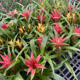 Bromeliad Guzmania - Assorted
