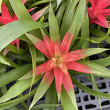 Bromeliad Guzmania - Assorted