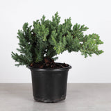Juniper Plant _ 4.3" pot