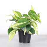 Silver Stripe Philodendron