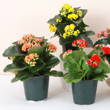Flowering Calandiva_Assorted Colors