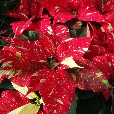 10 inch Seasonal Jingle Bells Poinsettia