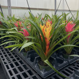Bromeliad Guzmania - Assorted