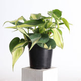Silver Stripe Philodendron