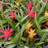 Bromeliad Guzmania - Assorted