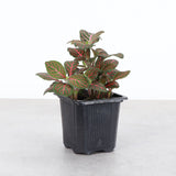 Red Fittonia Nerve Plant - Live Plant