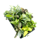 Grower's Choice_Houseplant Assortment