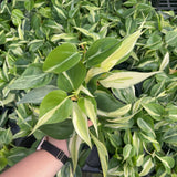 Silver Stripe Philodendron
