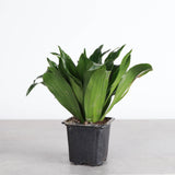 Low Light Houseplant Assortment