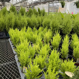 Lemon Cypress Tree - Live Plant