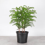 Norfolk Island Pine -  Live Plant
