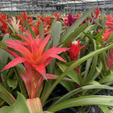 Bromeliad Guzmania - Assorted