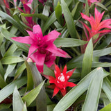 Bromeliad Guzmania - Assorted