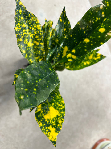 Codiaeum variegatum Gold Dust Croton