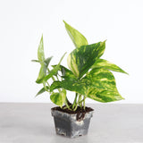 Low Light Houseplant Assortment