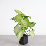 Low Light Houseplant Assortment