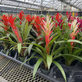 Bromeliad Guzmania - Assorted