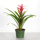 Bromeliad Guzmania - Assorted