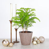 Norfolk Island Pine -  Live Plant