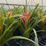 Bromeliad Guzmania - Assorted