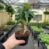 Money Tree - 4.33" Live Plant