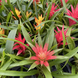 Bromeliad Guzmania - Assorted