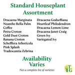 Grower's Choice_Houseplant Assortment