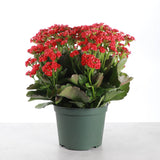 Flowering Calandiva_Assorted Colors