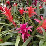 Bromeliad Guzmania - Assorted