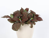 Red Fittonia Nerve Plant - Live Plant