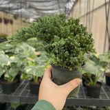 Juniper Plant _ 4.3" pot