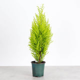Lemon Cypress Tree - Live Plant