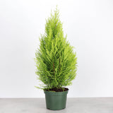 Lemon Cypress Tree - Live Plant