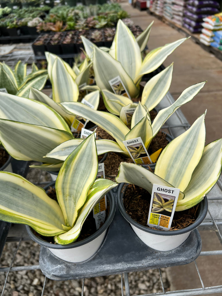 sansevieria ghost Sansevieria_Ghost – Prairie Blossom Nursery
