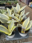 Sansevieria_Ghost