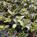 Bird's Nest Snake Plant - Live Plant - Assorted Varieties