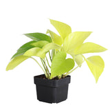 Neon Pothos Plant