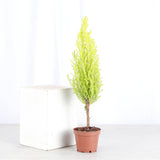 Lemon Cypress Tree - Live Plant