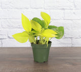 Neon Pothos Plant