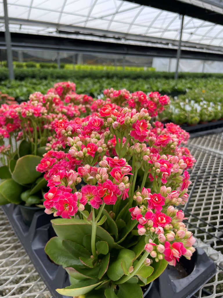 indoor calandiva plant Kalanchoe_Flowering Calandiva - 5" Live Plant