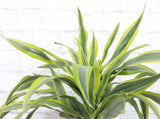 Lemon Lime Dracaena - Live Plant