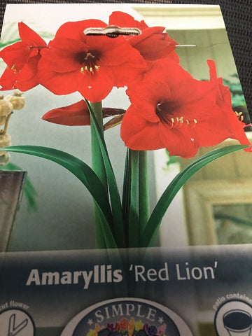 Amaryllis Red Lion
