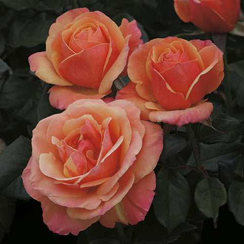 Rosa Grandiflora Anna's Promise™ Rose