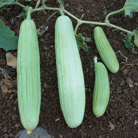 Armenian Cucumber bs