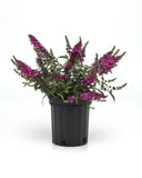 Buddleia Chrysalis Cranberry