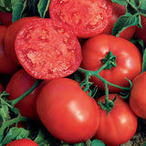 'Beefsteak' Tomato