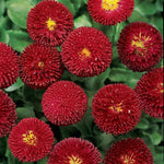 Bellis Bellissima™ Red